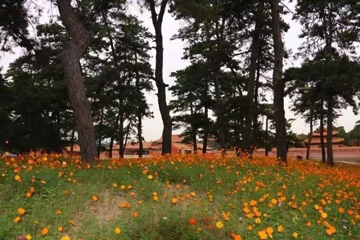 秋天适合旅游的地方易县,清西陵秋冬美景