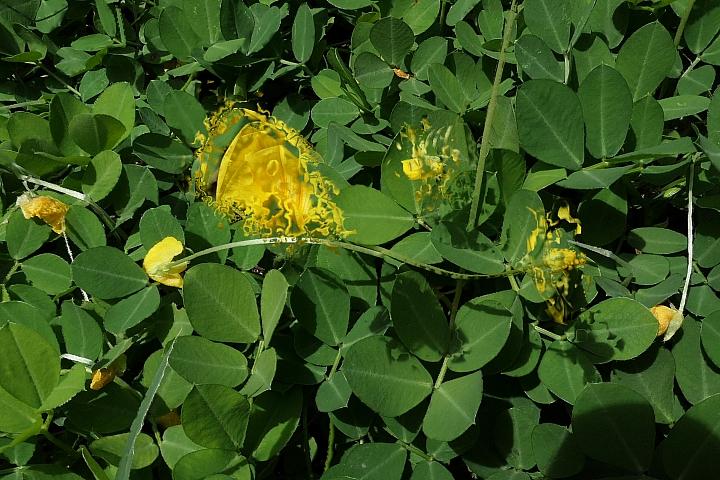 leica徕卡c-lux2多少钱,徕卡clux变焦