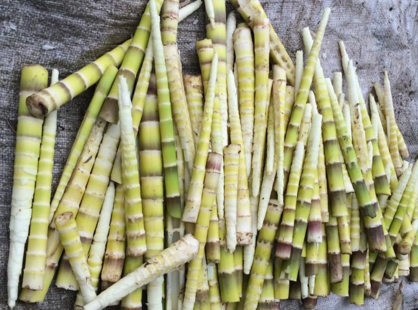 南川方竹笋哪里正宗,笋中之王南川方竹笋