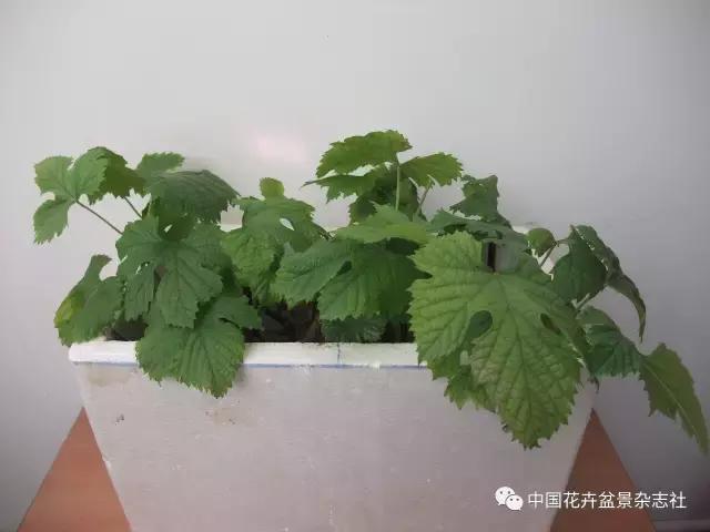 冬季扦插葡萄的方法和技巧,盆栽葡萄扦插的方法