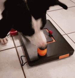 边牧狗狗有多聪明,边牧属于智商高的狗吗