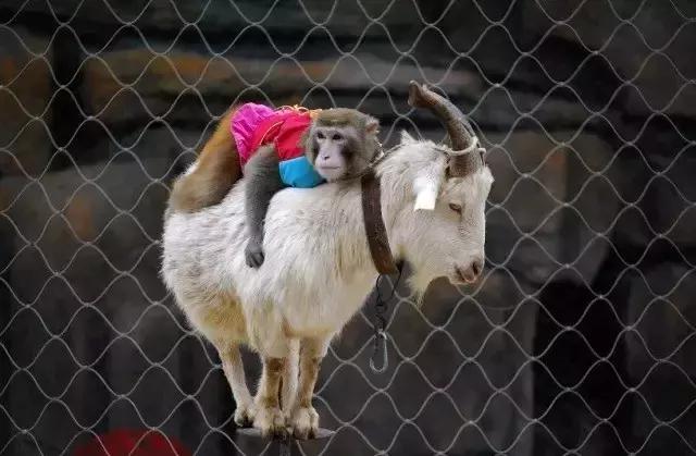 终于定了！世界皇家马戏嘉年华空降淮北吾悦广场！