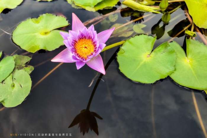三亚海棠湾酒店推荐经济实惠,三亚海棠湾万丽酒店攻略