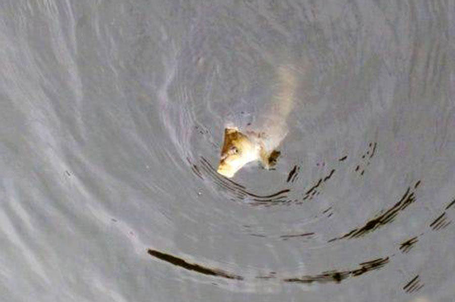 我的爸爸特别喜欢钓鱼,我的爸爸喜欢钓鱼作文二年级