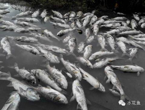 暴发性出血病和肠炎,暴发性败血症