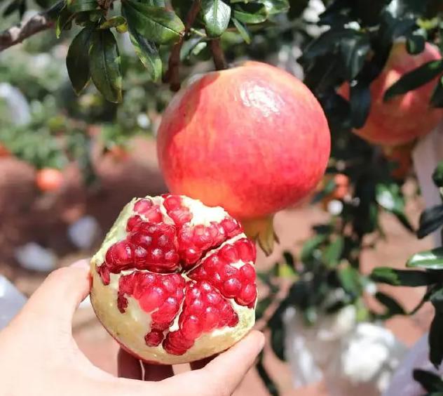 石榴是甜的好还是酸的好,石榴表面越红越甜吗