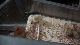 生活究竟有多么残酷,如果你觉得生活很苦不妨看一看