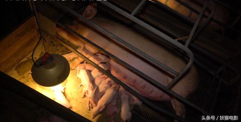 生活究竟有多么残酷,如果你觉得生活很苦不妨看一看