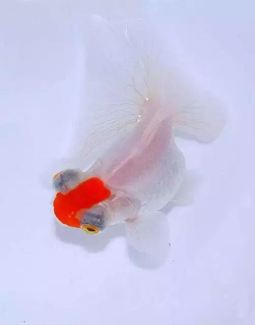 金鱼养眼,十大观赏小型金鱼