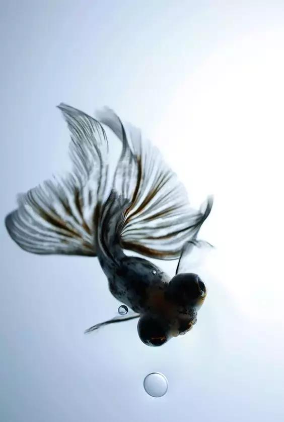 金鱼养眼,十大观赏小型金鱼