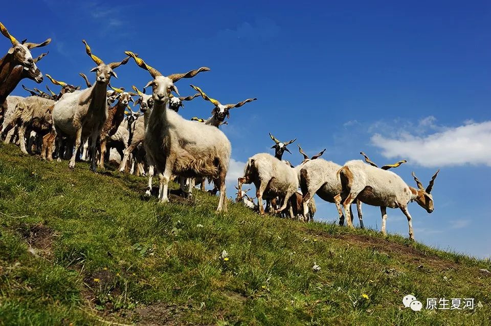羊肉的10大忠告,调理羊肉一般添加的东西