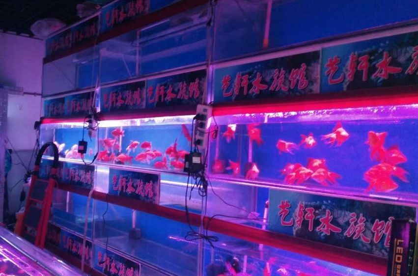 成都干货最全攻略,成都攻略3天吃喝