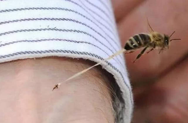 被黄蜂蛰了怎么办最有效的方法,被黄蜂蛰了肿了怎么办