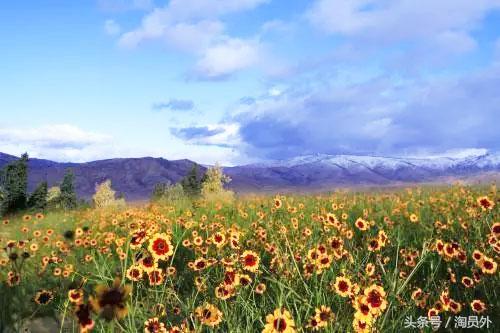 昆仑雪菊泡茶一次放几朵,昆仑雪菊酒