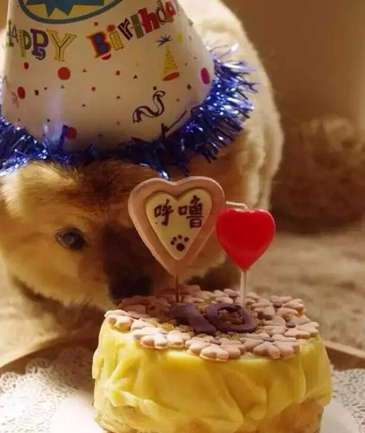 一个超级感人关于狗狗的故事,暖心主人和励志狗狗的故事