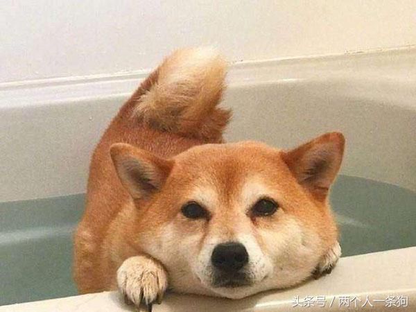 怎样解决犬的焦虑症,如何纠正狗的分离焦虑