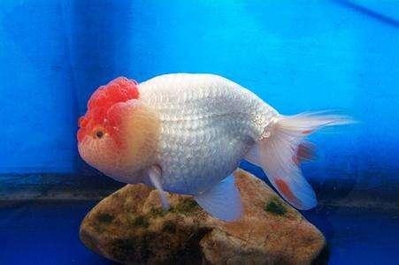 兰寿都是短尾巴吗,兰寿为什么短尾