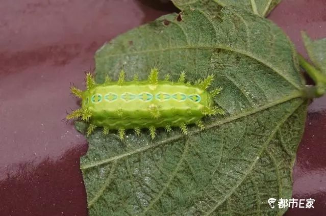 被马蜂蜇了的最快速处理办法,被马蜂蛰的100种方法