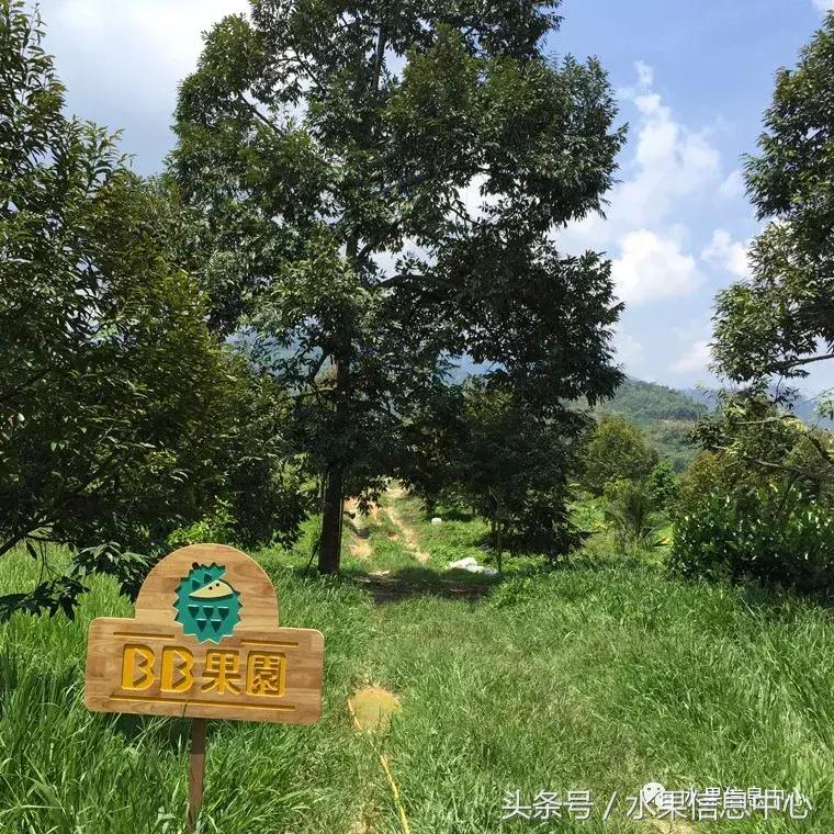 从榴莲代购起家，到64个实体销售点，他势要打造一个榴莲王国