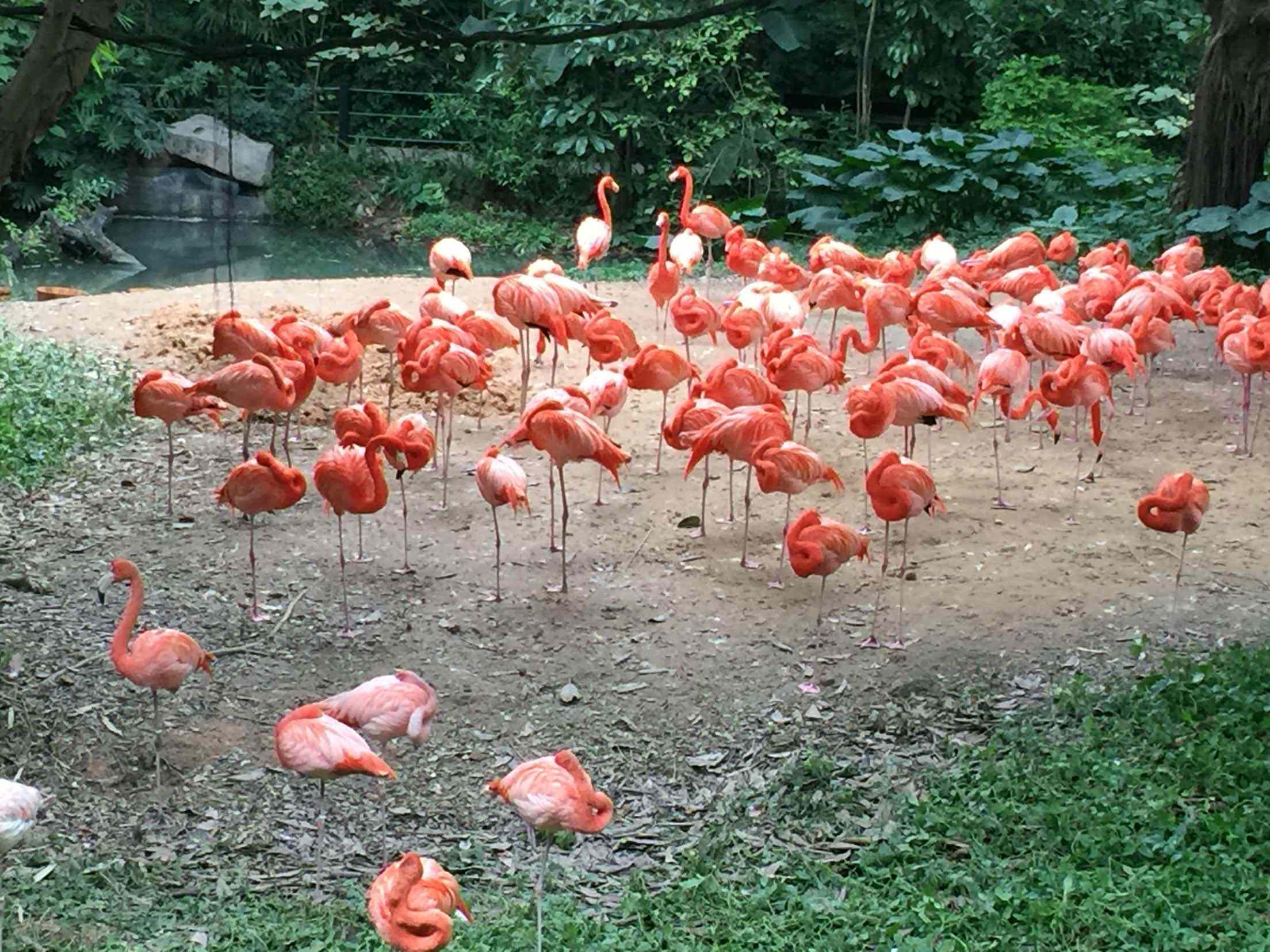 来广州必去长隆，长隆酒店是不是野生动物园的必需品