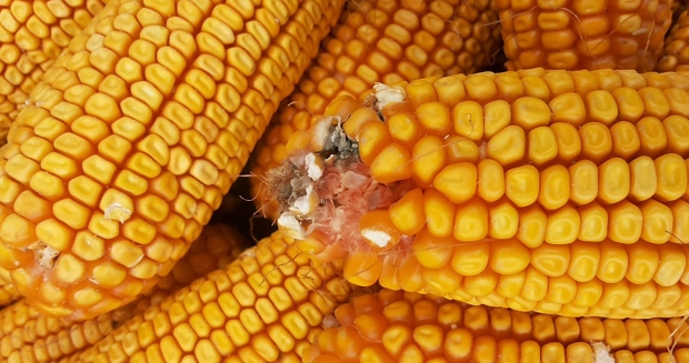 最容易忽视，玉米赤霉稀酮中毒，母猪不发情，损失惨重