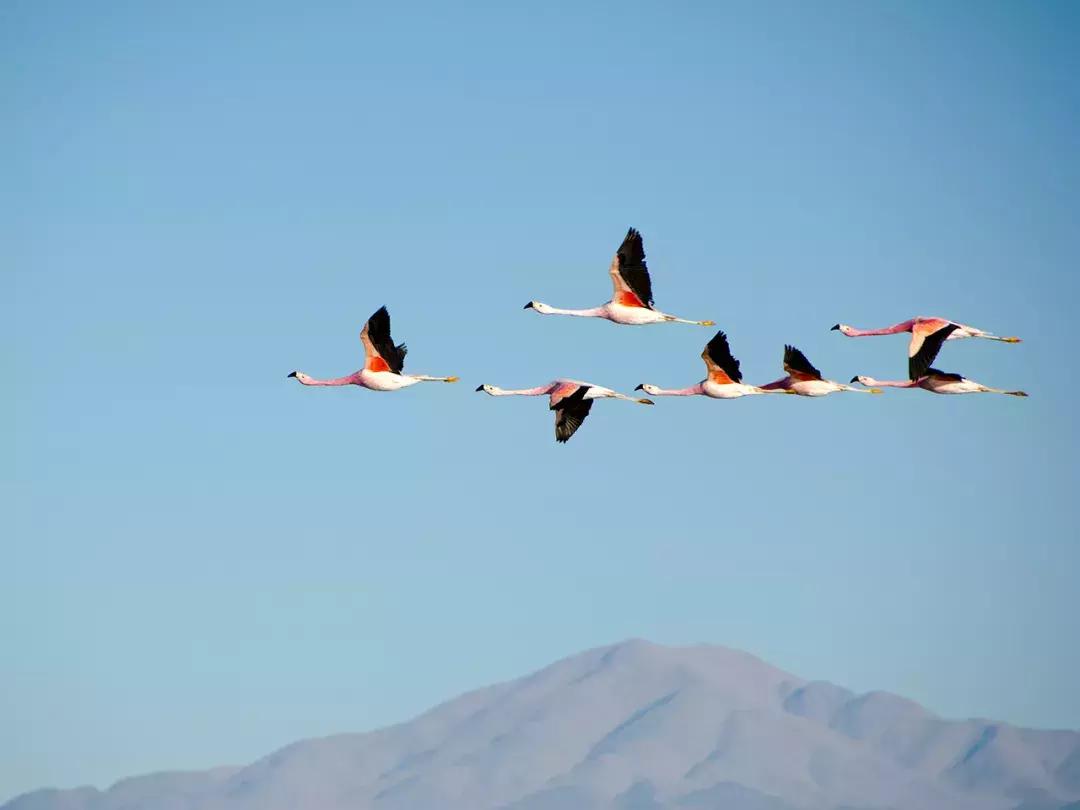 非洲丨生命大迁徙的狂奔之旅