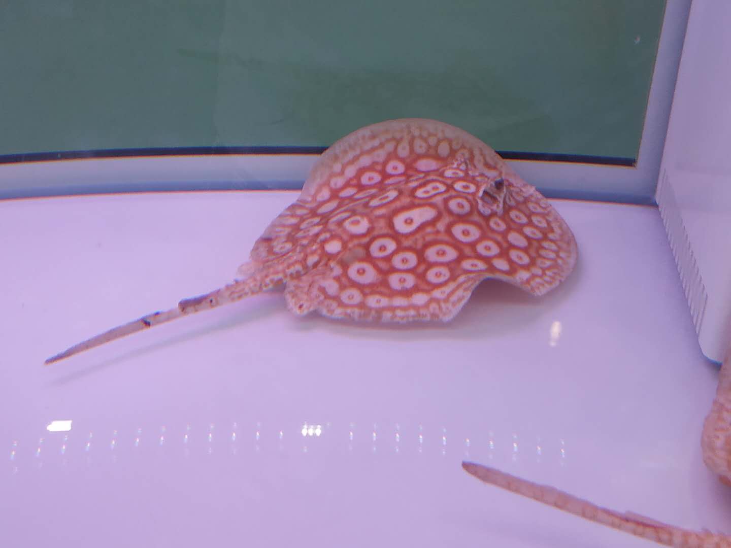 十大顶级巨型观赏鱼视频播放,顶级观赏鱼高清全屏视频