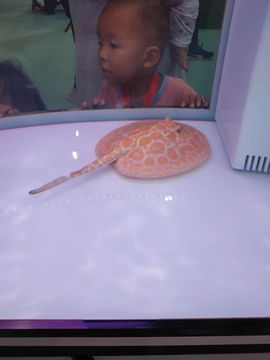 十大顶级巨型观赏鱼视频播放,顶级观赏鱼高清全屏视频