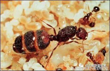 生物入侵红火蚁视频,红火蚁为什么是入侵物