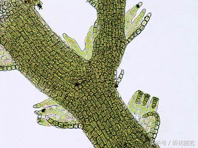 苔藓王国,奇妙的苔藓世界