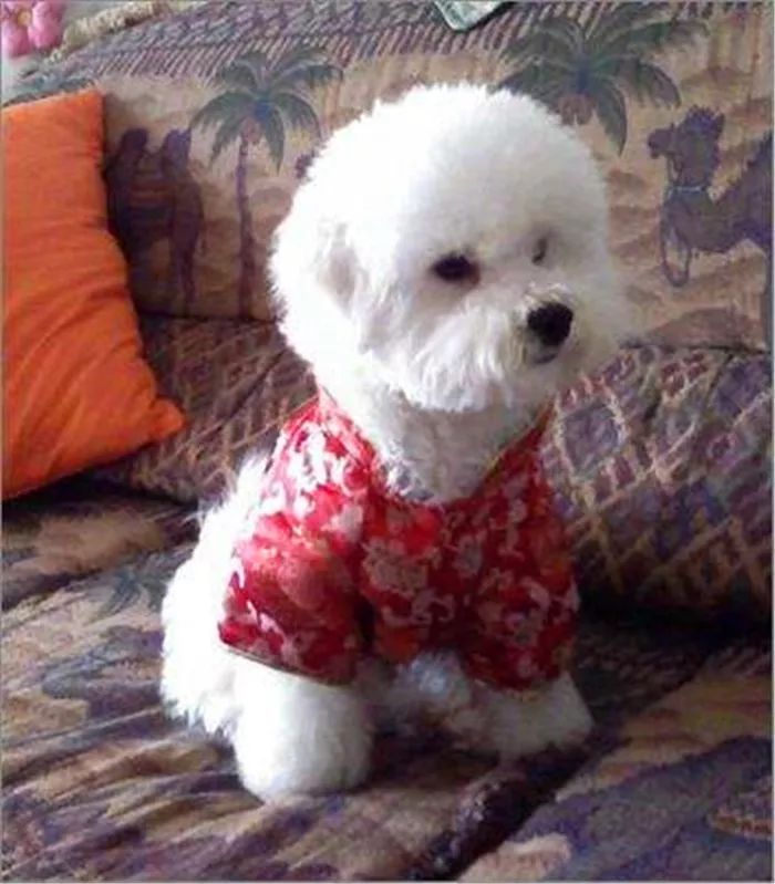 比熊精神状态好呕吐怎么回事,比熊狗狗呕吐吃什么药