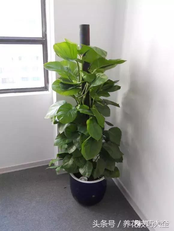 养殖绿萝用这3种办法快速长爆盆,养绿萝学好这3招爆盆快长势猛