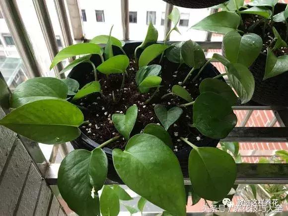 养殖绿萝用这3种办法快速长爆盆,养绿萝学好这3招爆盆快长势猛