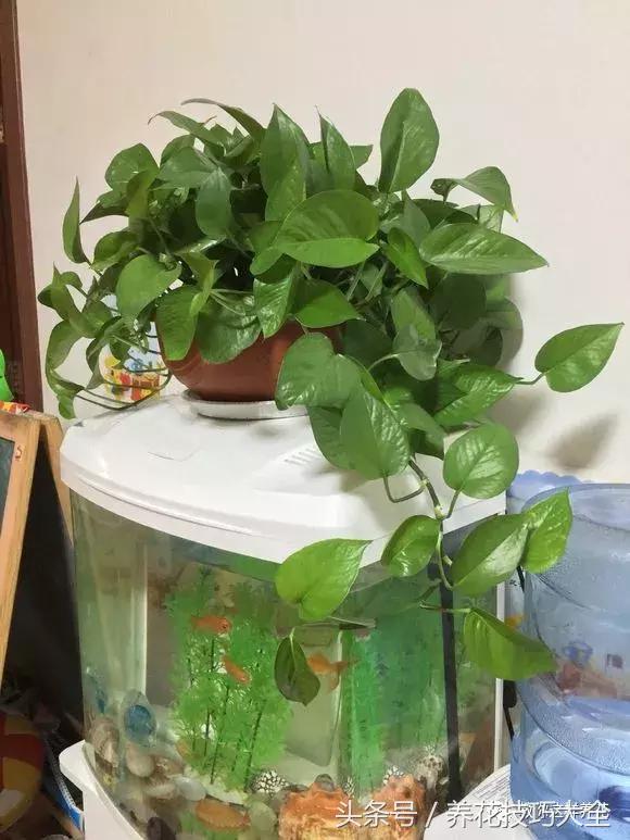 养殖绿萝用这3种办法快速长爆盆,养绿萝学好这3招爆盆快长势猛