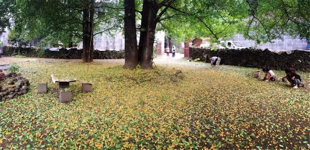 银杏树下充满童年时代美好回忆,银杏树下回忆往事