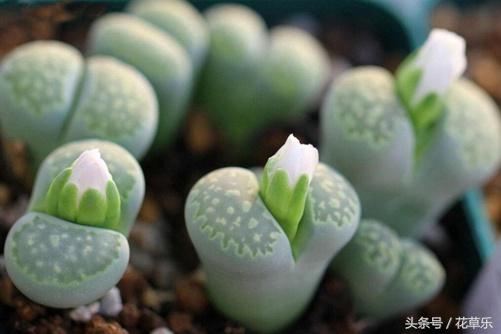 生石花一般上盆后多久生根杀虫,生石花多久可以在新盆生根杀菌