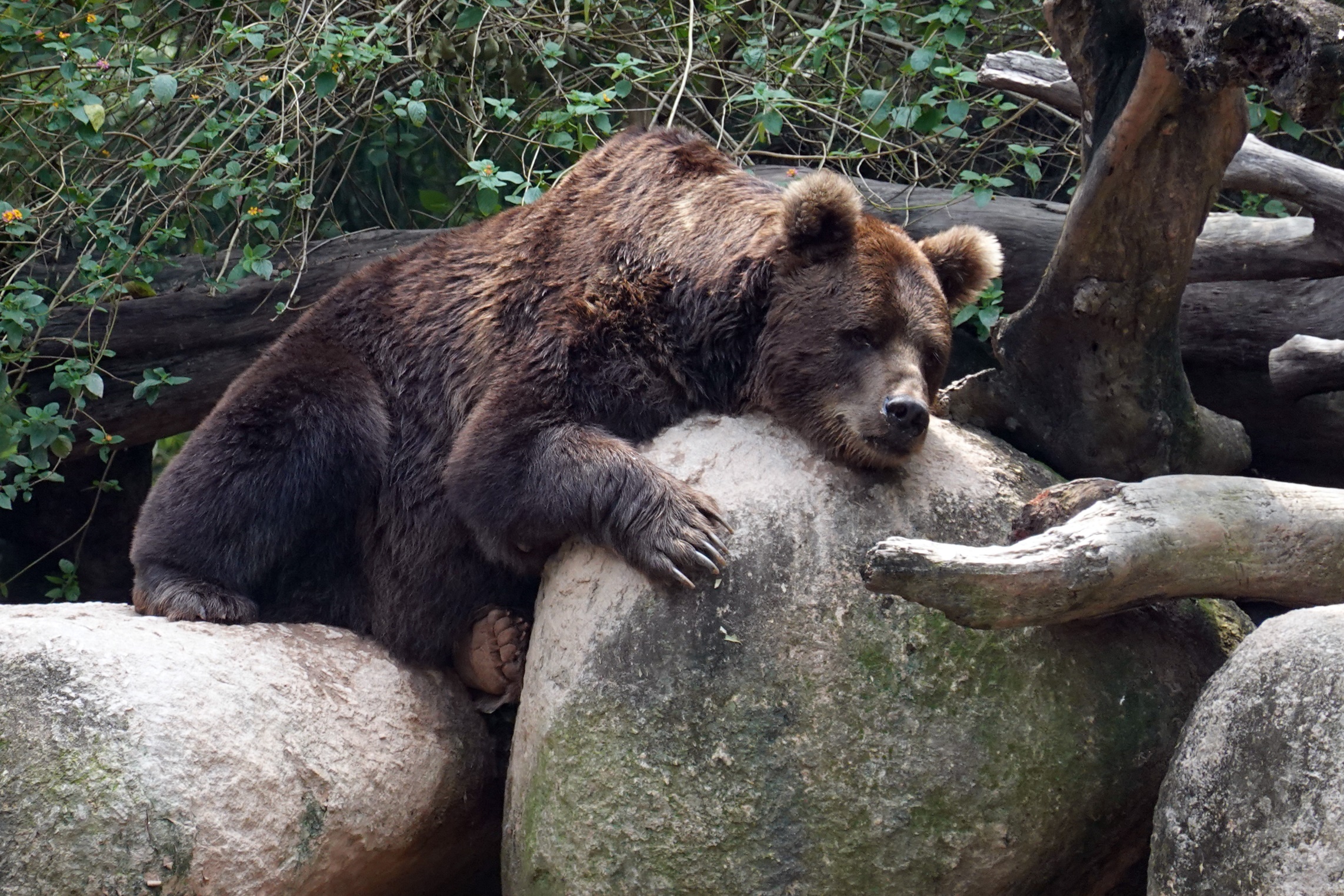 有舍有得,RX100M6长隆野生动物园中秋行摄记