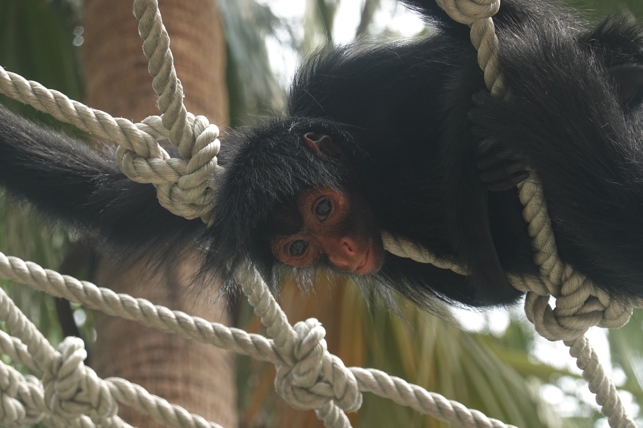 有舍有得，RX100M6长隆野生动物园中秋行摄记