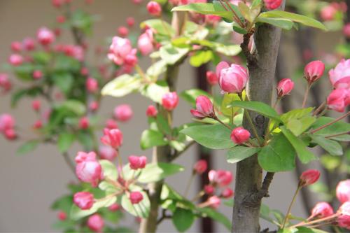 养花方法大全,花店一般怎么养花护花