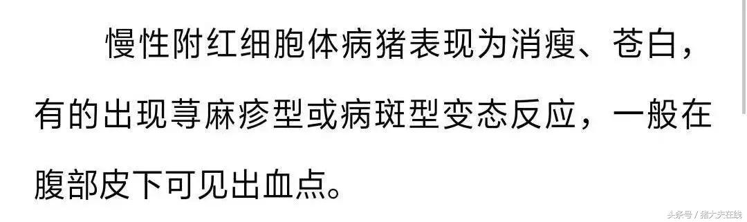 生猪肉上有红点点是怎么回事,猪皮肤表面出鲜血什么原因