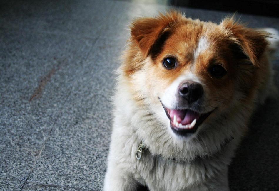 狗狗月经多少年才绝经,狗狗也会绝经吗