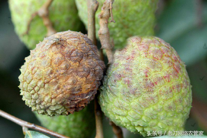 荔枝树根腐病怎样办,荔枝为什么会得酸霉病