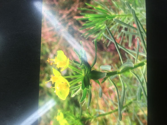 你认识狼毒吗?狼毒有什么秘密,你知道吗?