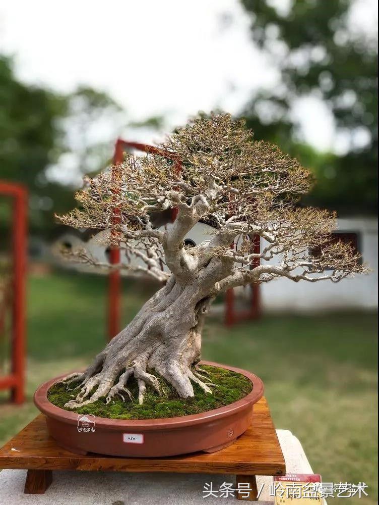 百年精品流苏老桩盆景,精品南天竺盆景