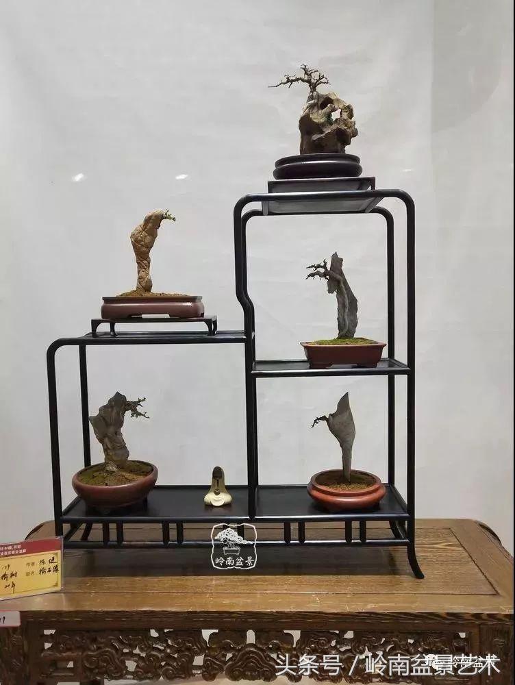 百年精品流苏老桩盆景,精品南天竺盆景