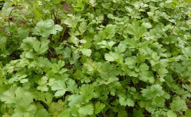 想要种出好香菜一定要注意这六点,香菜种起来手把手教您种香菜