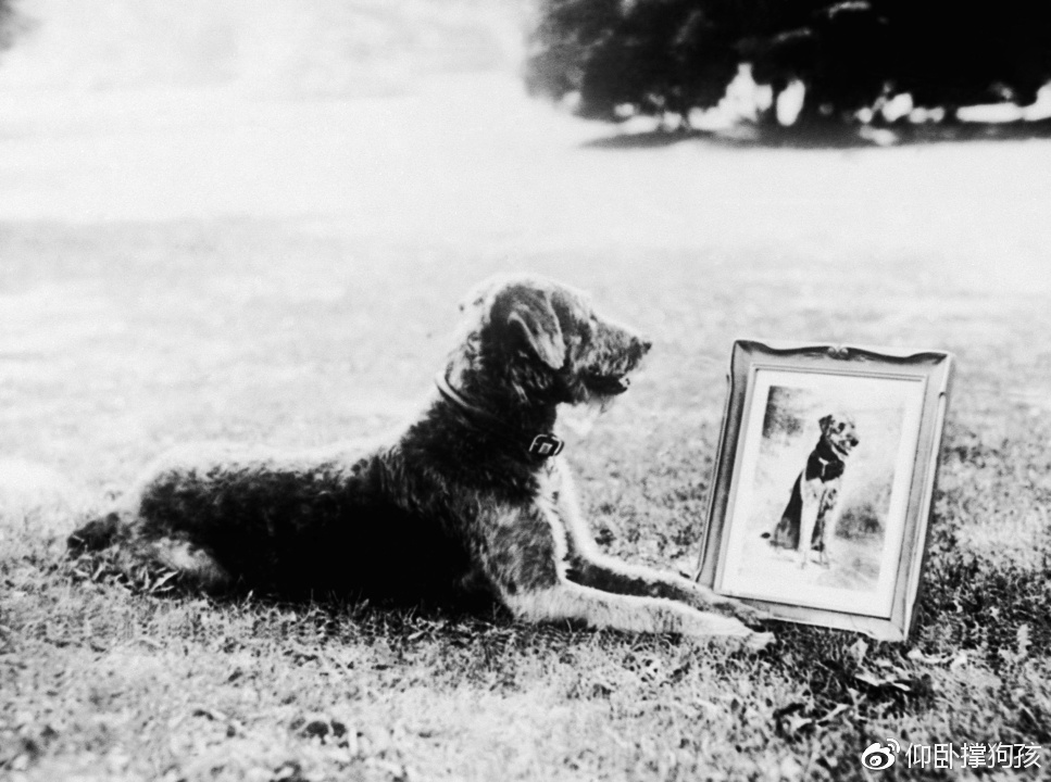 历史上三位总统没有养宠物,美国历史上46个总统