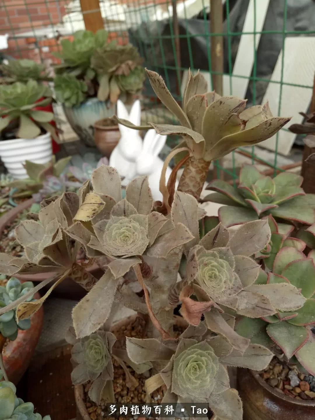 命运多舛，痴迷淡然，肉坚强们逆袭在秋天！