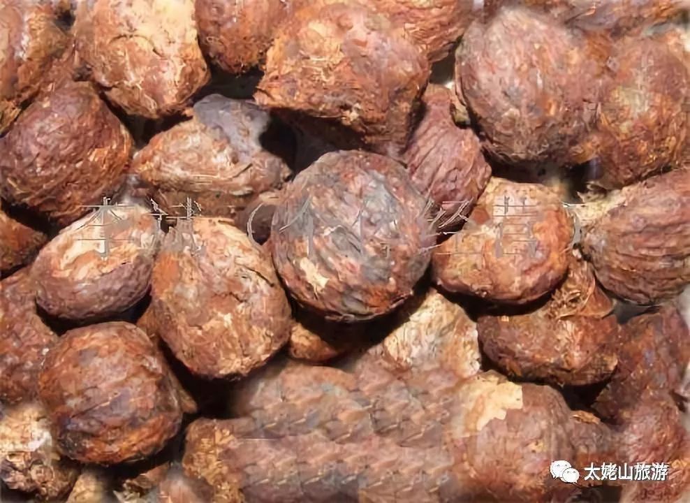 油桐的花开季节,油桐花开画面超级漂亮