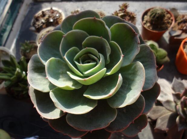 多肉玉蝶砍头后如何处理,多肉玉蝶秋天可不可以砍头扦插